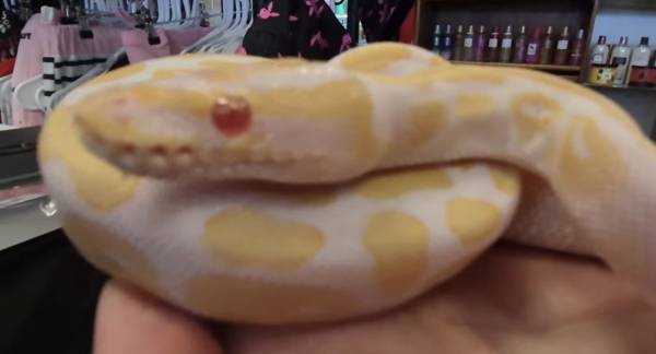 Albino ball python 1