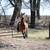 Broke, Trail ridden, Arabian Gelding 18 thumbnail