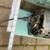 Furnace, squirrel cage, blower motor and fan, 45.00 4 thumbnail
