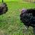 Super tame Tom Turkeys 4 thumbnail
