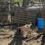 Kangal puppies 8 thumbnail