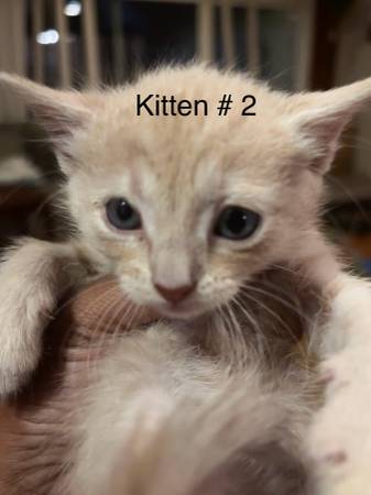 Gatitos gratis63865302797441122
