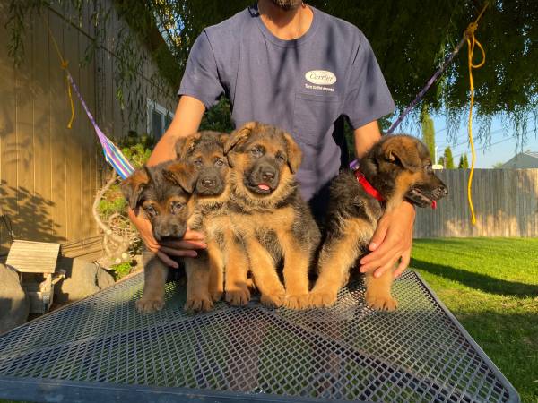 Gorgeous German shepherd puppies63853557571201122