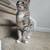 Two cats need a new home (w/ rehoming fee) 8 thumbnail