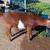 ADGA Nigerian Dwarf Does & Homemade Natural Goats Milk Soap 9 thumbnail