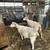 Comnercial white face ewes 5 thumbnail