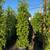 Ficus nitida indian laurel privacy hedge 1 thumbnail