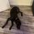 Weimaraner 2 thumbnail