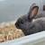 Pure bred New Zealand Rabbits for sale 4 thumbnail