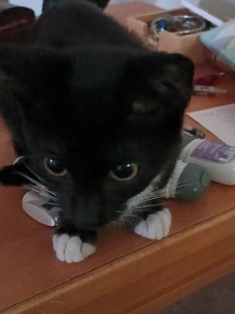 Kittens available63956405765507121
