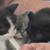 Rehoming kittens 5-6 weeks old 1 thumbnail