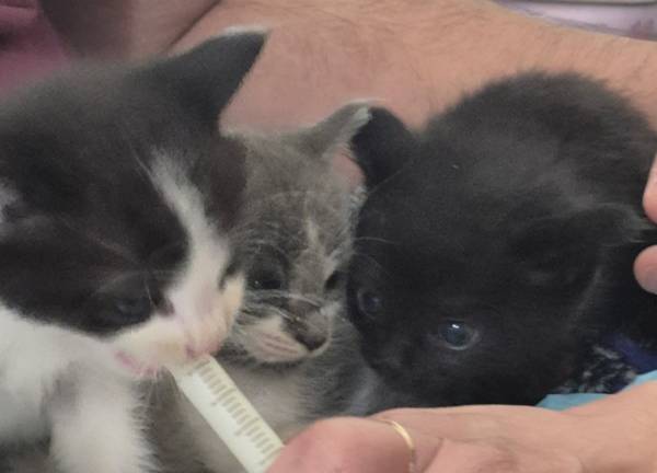 Rehoming kittens 5-6 weeks old (vallejo / benicia)63836592674177120