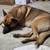 Lost large German Shepherd Dog in Oak Forest 3 thumbnail