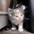 Kittens of Russian Blue Mother 3 thumbnail