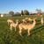 Suri Alpacas  for sale 7 thumbnail