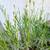 (3) Mature English Lavender in 2 Gal. Pot Bushes Borders Patio 2 thumbnail