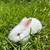 TAMUK rabbits 5 thumbnail