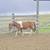 yrlg grade paint colt / horse 1 thumbnail