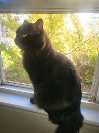 2 cats great with babies (Malden)600203512901816322