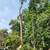 Trees cutting n virginia 5 thumbnail