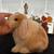 Holland lop 6 thumbnail