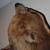 RUG, Brown Bear 4 thumbnail