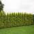 Windbreak, property line, or residential trees! 3-4 footers! 4 thumbnail