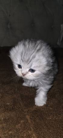 Sacramento Scottish Kittens 1