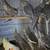 Cockatiels 6 thumbnail
