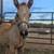RV Space on Horse Farm 3 thumbnail