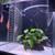 45 Gallon Tank R60 STAND + SUMP INCLUDED Discus Fish and equioment 6 thumbnail