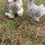Splash Cochin Bantam pair 1 thumbnail