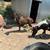 Mini horse 1 thumbnail