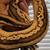 Ball Python 4 thumbnail
