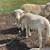 White Dorper Sheep Ram Lamb 2 thumbnail