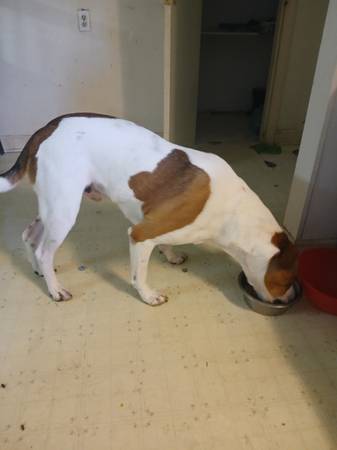 Pit dane mix (Chocowinity)64210261778947120