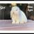 Holland Lop Bunnies 5 thumbnail