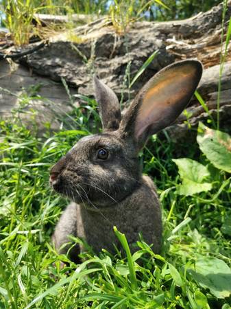 Rabbit rehoming (Arlington)63942500878211121