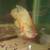 Oscar fish 1 thumbnail