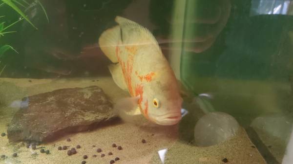 Oscar fish 1