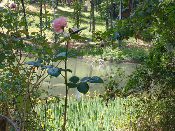 $1,700,000 / 4br - 3000ft2 - Home with 2 acer lake with fish fed by live year around stream (GrassValley)63952105177346122