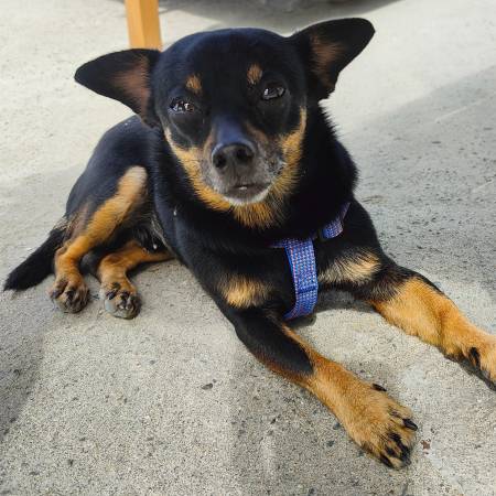 Lost 10/2 - Chihuahua Mix, Male (Barrio Logan)64038443394561120