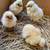 Polish chicks 3 thumbnail