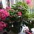 Mature GERANIUM HOUSEPLANTS - Easy Care Plants 4 thumbnail