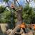 🌳 TREE REMOVAL • TREE TRIMMING • LANDSCAPING SERVICES 🌳 4 thumbnail