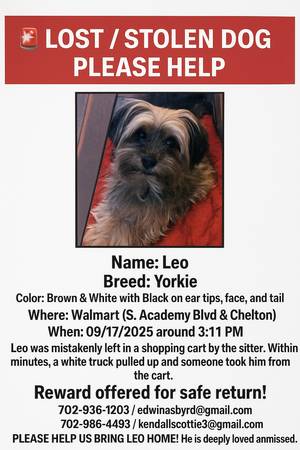 PLEASE HELP ME FIND MY DOG! (Colorado Springs, Colorado)63920762393475120
