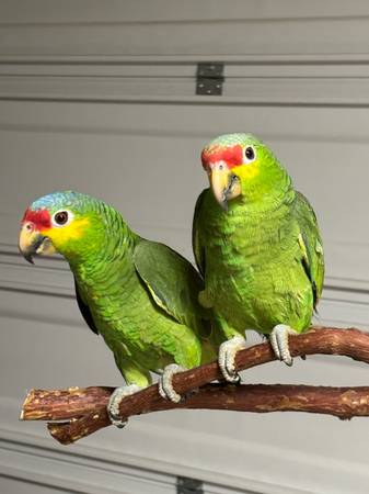 Red lored amazons 1