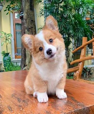 Cachorros corgi sanos (702-66tres-8790)63625043983875121