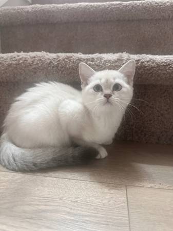 Kitten63842374651905120