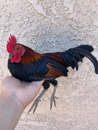 Rooster 1